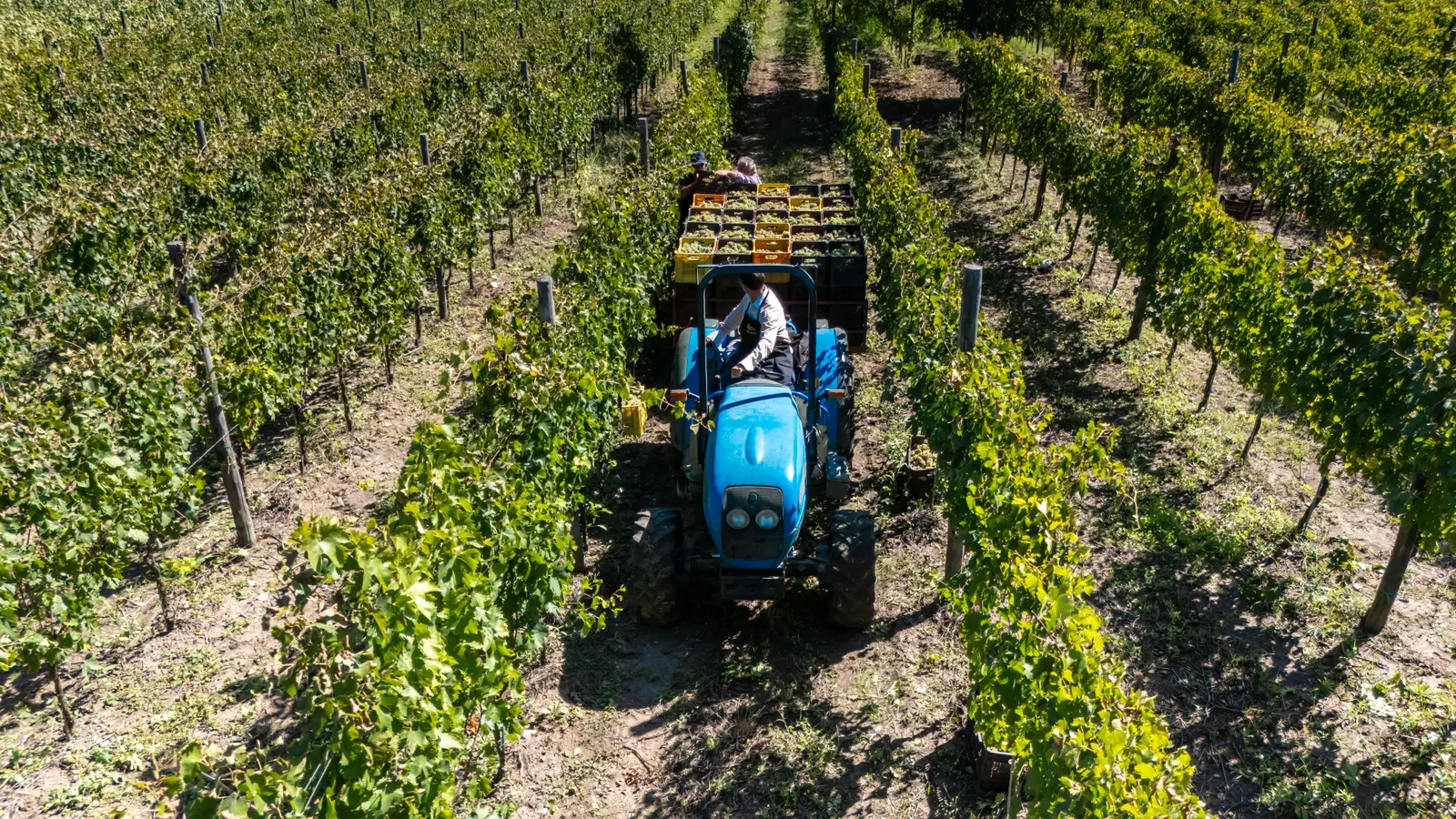 Fattoria la Rivolta