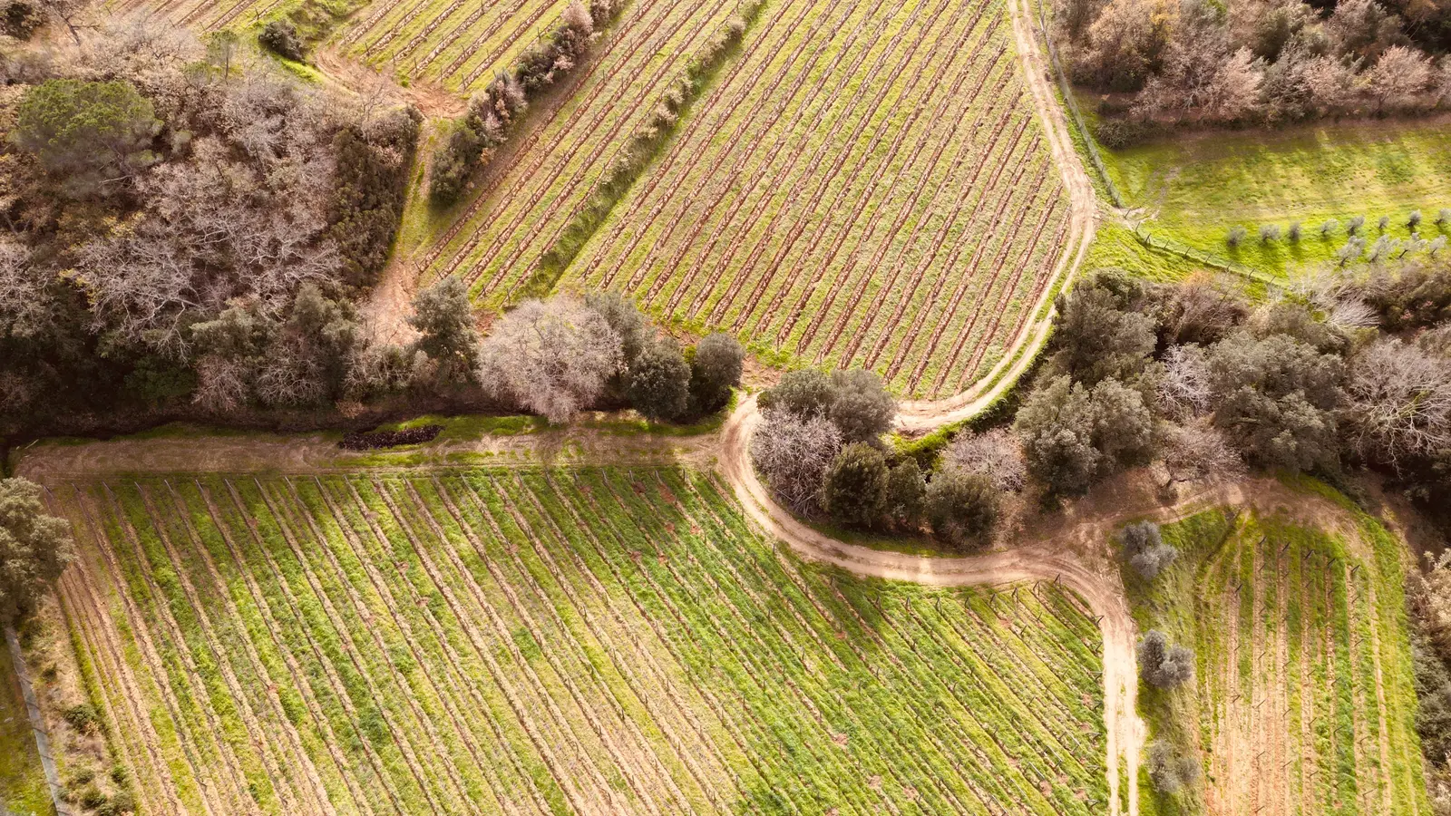 Podere Il Castellaccio
