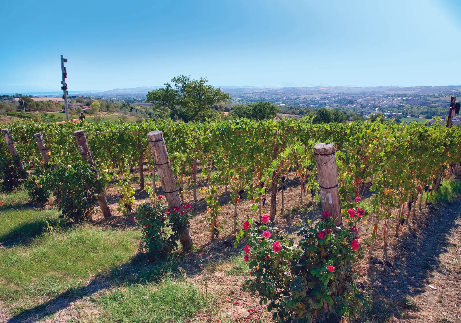 Tenuta Mara