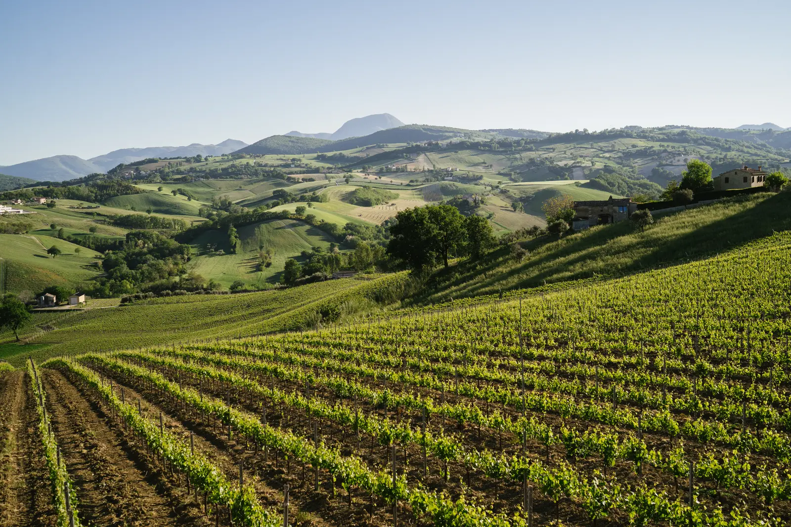 Vigne Di Leo